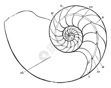 腹部的Nautilus是最著名的纳图卢斯物种古老的线条绘图片