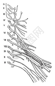 这个插图代表子宫颈和BrachialNerve软体老式线图片