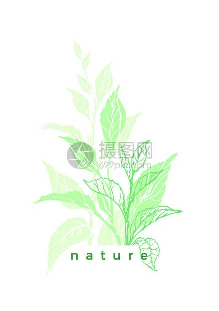 茶树灌木叶子有机饮料素食品绿色种植园草本形状植物插图生物背景花卉邀请夏日花束优雅封面生态卡的图片