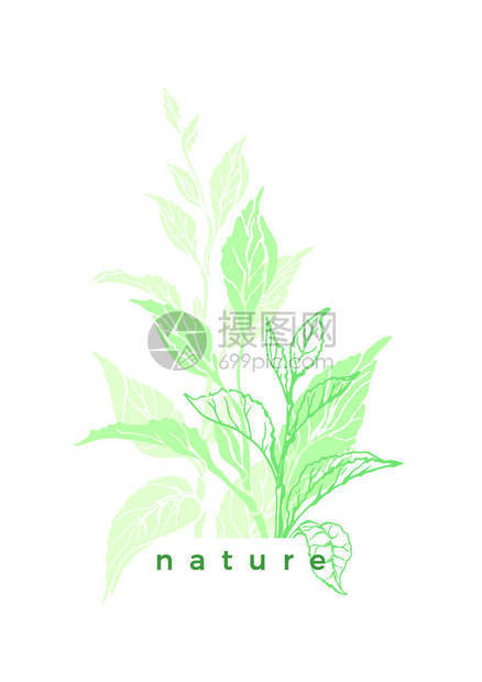 茶树灌木叶子有机饮料素食品绿色种植园草本形状植物插图生物背景花卉邀请夏日花束优雅封面生态卡的图片