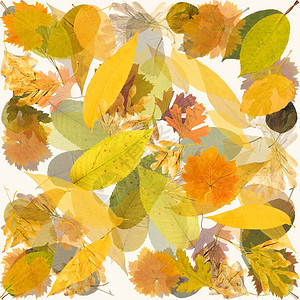以抽象背景的混乱顺序排列的多彩秋叶花样顶端视图平图片
