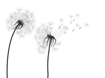 白色背景上的黑色dandelion图片