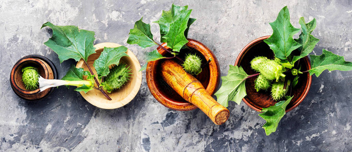 药品营销,海报麻醉植物涂料或类药物herbal药品治疗草插画