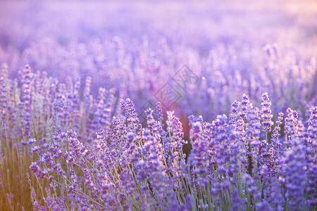薰衣草田鸟瞰图紫色薰衣草花园美丽草药的温泉精油图片