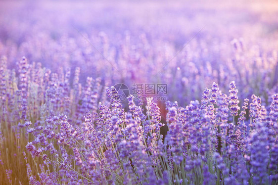 薰衣草田鸟瞰图紫色薰衣草花园美丽草药的温泉精油图片