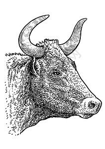 公牛头像插图绘画雕刻墨水线背景图片