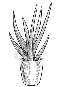 Aloevera植物图片