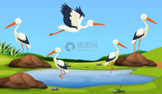 白鹭迁徙到池塘插图图片