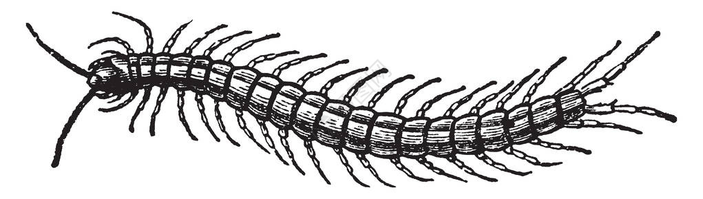 百分位是一百条常见的长腿蠕虫古老的线条图背景图片