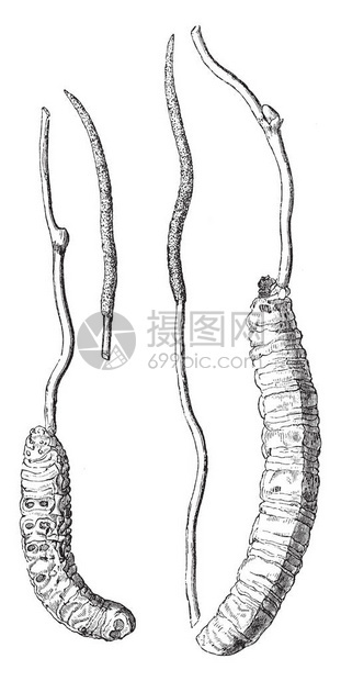 CordycepFungus是分两部分的一是薄的表层图片