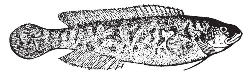 黑鱼河是澳大利亚在Percichthyidae家族古老的线条绘制或雕刻插图图片