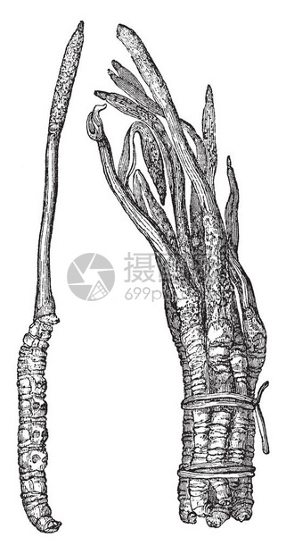 这是Cordycep真菌的图象图片