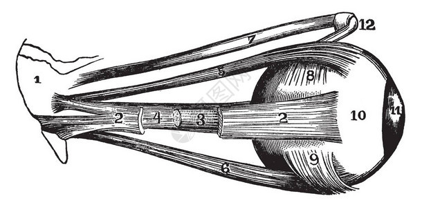 这个插图代表了眼球的外部肌肉古老线条绘图图片