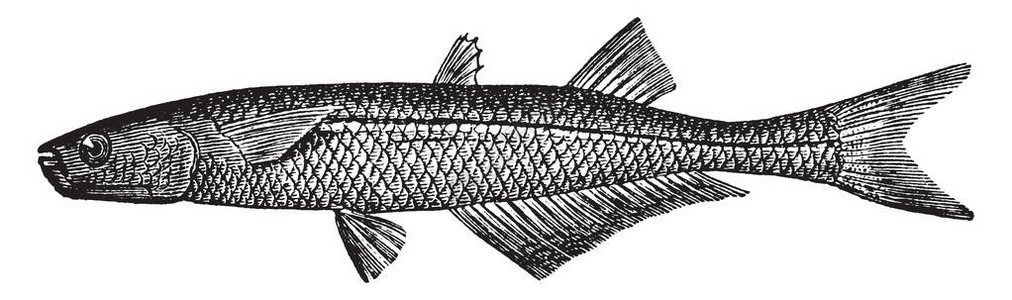 大西洋银河系是亚特林诺普西德家族中一种常见的鱼类图片