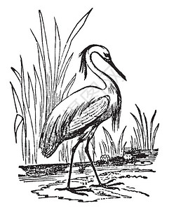 Egret的后背下部有羽毛长的古代线图片