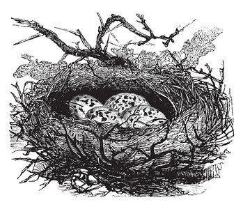 雀巢含有四个有斑点的蛋古老线条绘背景图片