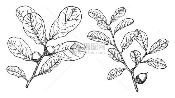 图为桃金娘栎的枝条桃金娘橡树原产于美国东南部它的叶子没有裂片图片