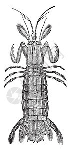 虾是Stomatopoda古老线条绘制或雕刻插图片