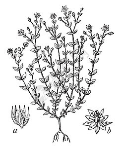 百里香叶沙蒿是一种开花植物显示a的图像蒴果被干硬的花萼包围图片