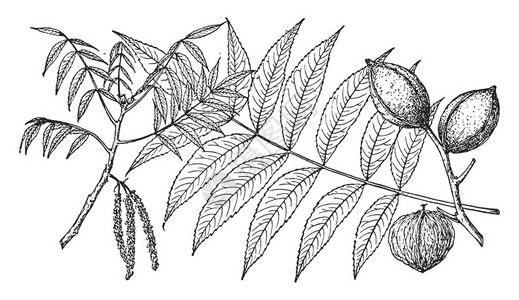 在这张照片中有两个水山核桃树的枝这个分支有两个果实这个分支有一对平行的叶子它也被称为海科利亚水生植物复古线条图片