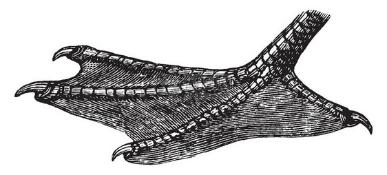此图像代表鸭脚古老线条绘图或雕刻插图图片