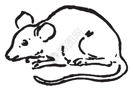 老鼠是一种小型的鼠类动物图片