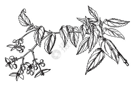 BegoniaIngramii植物的叶子看起来像心形叶子表面粗糙图片