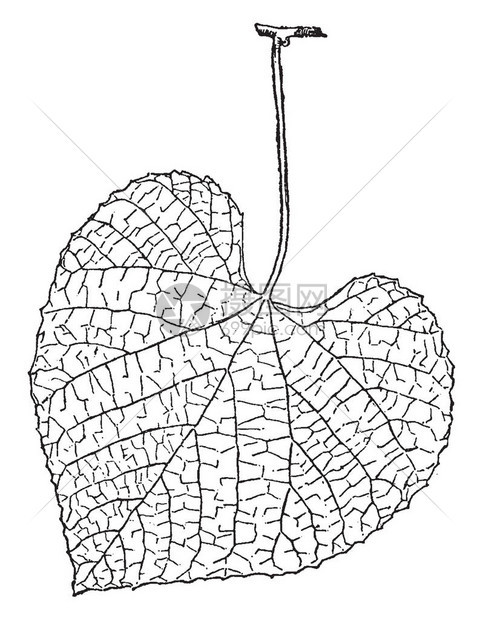 VitisCribaea树叶是维塔塞家族开花植物的基因图片