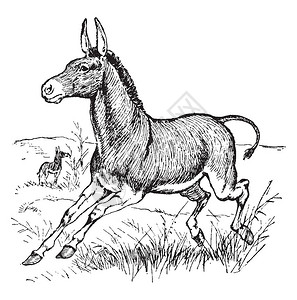 野驴被认为是家用驴的祖先图片