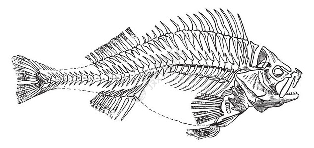鱼的骨架结构图简笔画图片