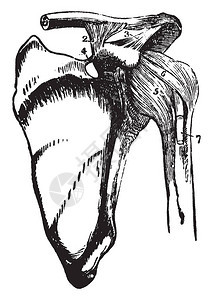 本插图代表肩部伸展长线绘图或雕刻插图的骨骼和排背景图片
