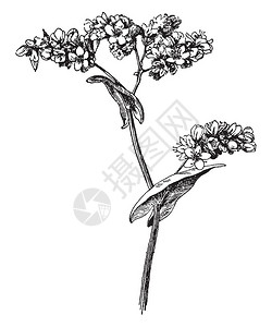 荞麦插画