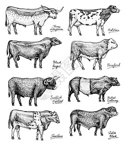 农场牛公和奶牛不同品种的家畜雕刻手绘单色素描图片