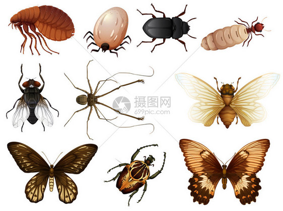 一套bug和昆虫插图图片
