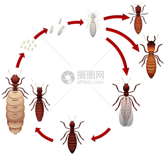 白蚁生命周期图图片