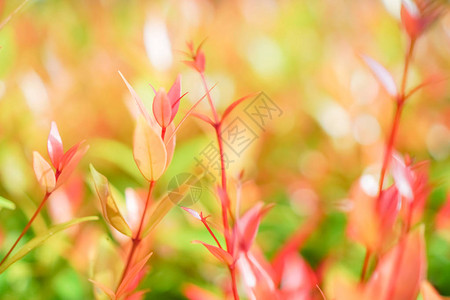红色黄小植物自然的阳光芒多彩bokeh抽象背景VintagePastel图片