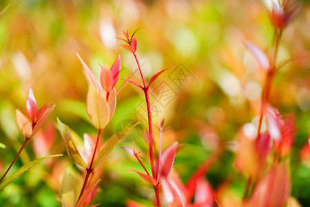 红色黄小植物自然的阳光芒多彩bokeh抽象背景VintagePastel图片