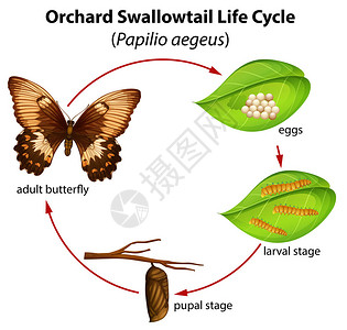 果园燕尾生命周期图图片