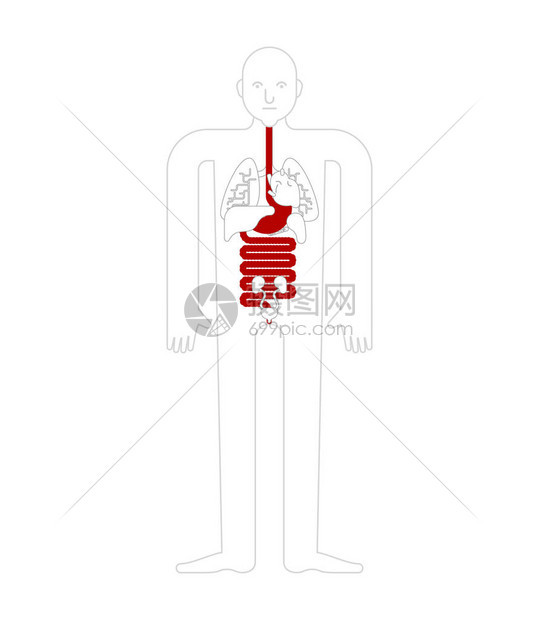 胃和食道和直肠人体解剖学胃肠道内脏器官人体和器官系统医疗系统它图片