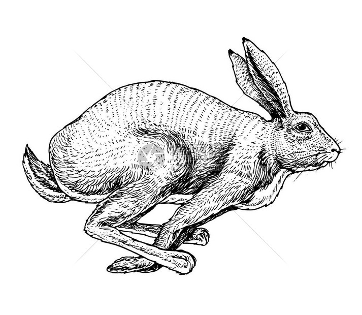 灰兔古老的风格雕刻手画的草图被图片