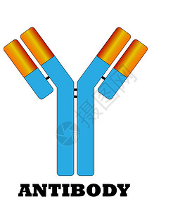 小抗体分子标志图片