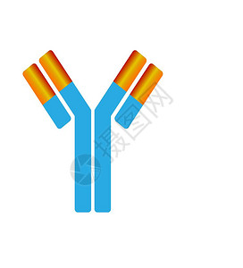 小抗体分子标志图片