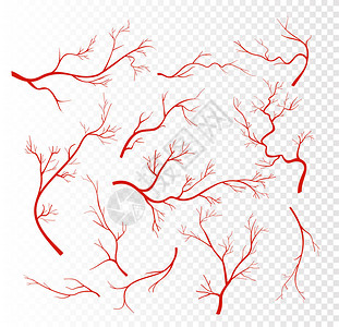 以透明背景隔离的红色人类血管刺膜或容器血动脉图片