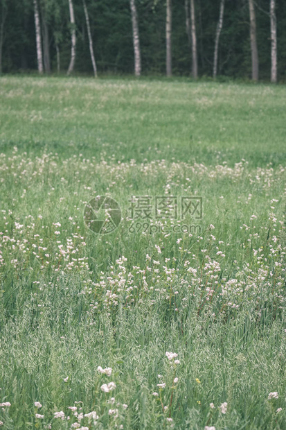 夏青草地从草和花朵中抽象地呈图片