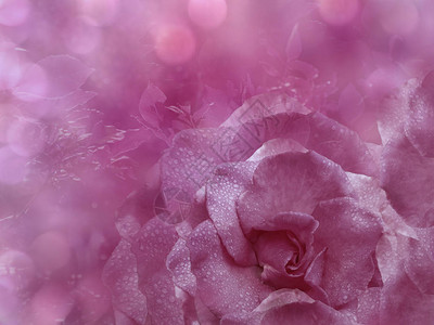 玫瑰的花卉粉红色背景花组成一朵蓝色玫瑰花在透明的蓝色背景散上图片