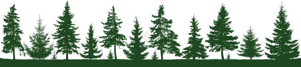 无缝的森林冷杉树剪影图片