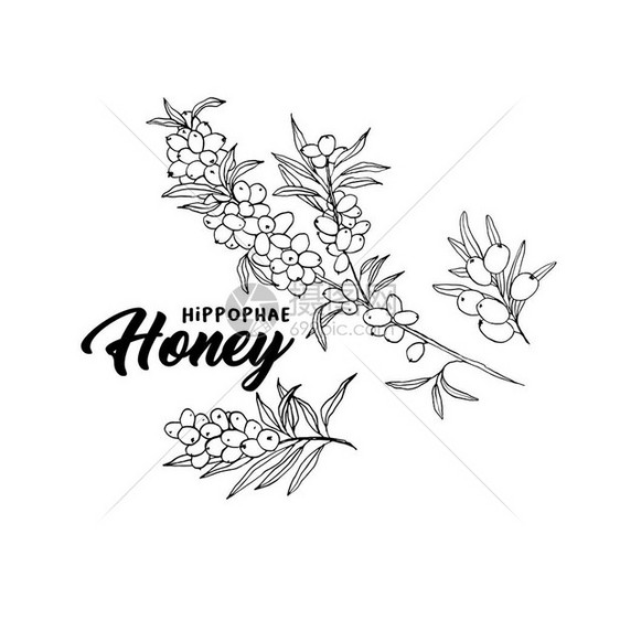 白色的海莓树枝和河马蜂蜜标图片