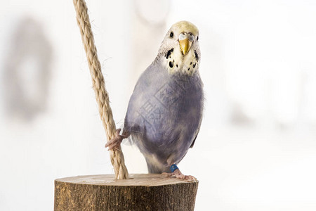 Budgerigar坐在一根木头的绳子上的疑惑中图片