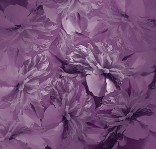 花卉深紫色背景牡丹花束牡丹花的紫色花瓣图片