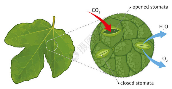 叶子stomata示意图片